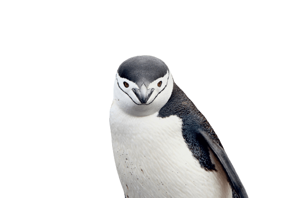 chinstrap-penguin-front