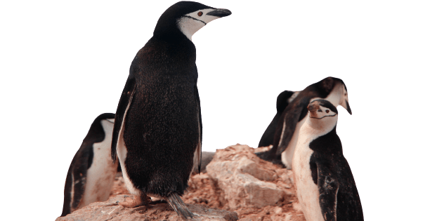 chinstrap-penguin Canopsis À propos - penguins standing on a rock