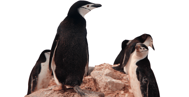 Canopsis À propos - penguins standing on a rock