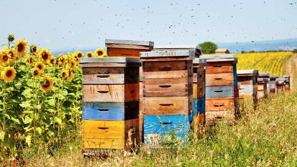 Article un Toit pour les abeilles - Illustration